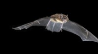 Bat Echolocation: How Inner Ear Structures Differ Across Bat Species