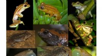 Agroforestry in Tropical Regions: A Haven for Amphibian Conservation