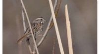 Birdsong Complexity: Song Sparrows Use Playlists to Enhance Singing