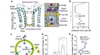 Understanding Ion Conduction Pathways: A Key to Drug Discovery