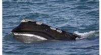 Genetic Testing Offers Hope for North Atlantic Right Whale Conservation