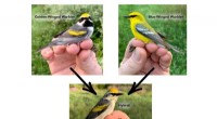 Warbler Genome Research Reveals Coloration Genetics