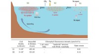 Iron Uptake and Cell Density in *Phaeodactylum tricornutum*: A Bloom Study
