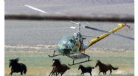 US Wild Horse Roundups Expected to Exceed Record Levels in 2024