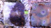 Florida Coral Reef Disease: Sediments Linked to Spread of Stony Coral Tissue Loss Disease (SCTLD)