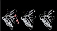 Understanding Protein Interactions Within Cells