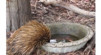 Echidna Conservation Project: Citizen Scientists Help Track Australia s Iconic Mammal