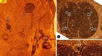 Earliest Angiosperm Discovery in North America: New Fossil Fruit Species Found