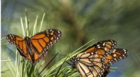 Western Monarch Butterfly Population Rebounds, But Remains Below Historical Highs