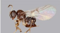 New Gall Wasp Species Discovered Near Rice University s  Valhalla 