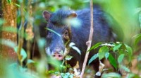 Tapirs & Peccaries: Crucial for Neotropical Forest Ecosystem Health