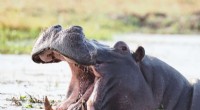 Hippos Recognize Voices: New Research on Social Communication