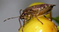 Synergistic Effect of Natural Enemies Against Brown Marmorated Stink Bugs