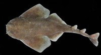 New Angel Shark Species Discovered in Panama: *Squatina mapama*