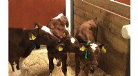 Understanding Calf Personality, Nutrition, and Optimal Growth