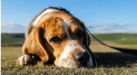 High-Protein, High-Fiber Diet for Weight Loss in Dogs: A New Study