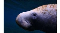 Manatee Die-Off in Florida: Winter Chill Threatens Vulnerable Sea Cows