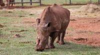 Rhino Seha Returns to the Wild After Extensive Recovery from Horn Poaching Attack