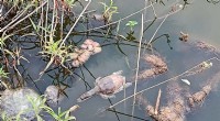 Indian Turtle Poisoning Incident: Dozens Dead at Mumbai Lake