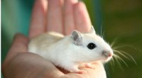 Brain Gene Activity Reveals Sex Differences in Mouse Behavior