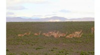 Mange Outbreak Devastates Vicuña Population in Argentina - Conservation Concerns