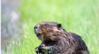 Beaver Engineering: Natural Solutions for Water Management in a Changing Climate