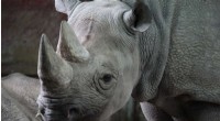 Rhino Horn Trade: Why Legalization Won t Save Rhinos