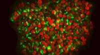 Advancing iPS Cell Production for Biomedical Research
