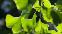 Ginkgo Biloba: The Ancient Living Fossil with Surprising History