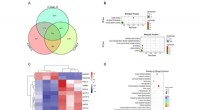 Transcriptional Regulation of Heat and Hypoxia Stress in Hard Clams