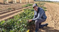 Black-Eyed Peas: A Natural Fertilizer Alternative for Sustainable Farming