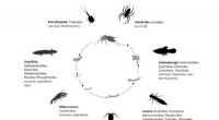 Mosquito Predators: Improving Disease Prediction Accuracy