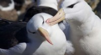Albatross Diving Behavior: New Insights from Oxford & Lisbon Researchers