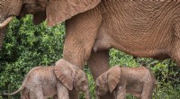 Rare Elephant Twins Born in Kenya s Samburu Reserve
