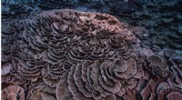 Rare Rose-Shaped Coral Reef Discovered Off Tahiti