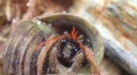 English Channel Acts as Barrier to Invasive Rockpool Species
