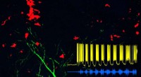 Scientists Identify Key Neurons Controlling Locomotion in Mice