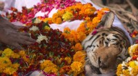 Farewell to Collarwali: India Mourns Beloved Tigress Who Repopulated Forests