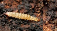 New Jumping Behavior Discovered in Insect Larvae - Research Highlights