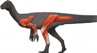 Early Sauropodomorph Ancestor Was Upright, Fast & Agile - Fossil Discovery