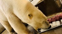Polar Bear Diet: Risks of High Protein in Captivity