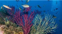 Mediterranean Coral Populations Collapse Amid Climate Crisis