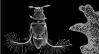 Unraveling the Secrets of Featherwing Beetle Flight: A New Aerodynamic Approach
