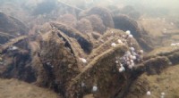 Leaf Oysters in Australia: Conservation Concerns and Ecological Importance