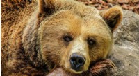 Black Bear Survival in California: Facing Wildfires, Drought & Human Impact