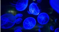 Bioluminescence: Unveiling the Magic of Deep-Sea Living Light