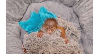 Endangered Orangutan Infant Receives Bottle Feeding at Audubon Zoo