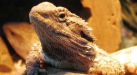 Epigenetic Sex Determination in Australian Dragon Lizards: A Novel Discovery