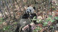 Giant Pandas and Gut Microbiota: The Secret to a Healthy Bamboo Diet