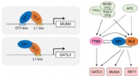 Plant Pectin Biosynthesis: Transcriptional Regulation & Cell Wall Function